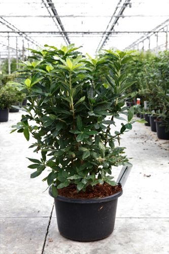 Rhododendron (AK) 'Glowing Embers' cont. 18L 80-100 cm +B