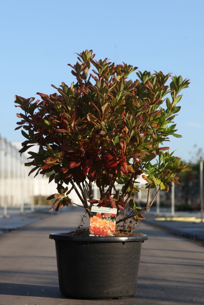 [P] Rhododendron (AK) 'Glowing Embers' cont. 18L 80-100 cm +B