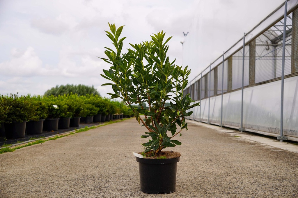 [P] Rhododendron (AK) 'Glowing Embers' cont. 18L 80-100 cm +f
