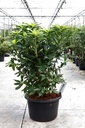 Rhododendron (AK) 'Glowing Embers' cont. 18L 80-100 cm +B