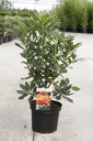 Rhododendron (AK) 'Glowing Embers' cont. 5L 40-50 cm +ф