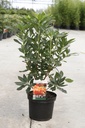 Rhododendron (AK) 'Glowing Embers' cont. 5L 40-50 cm +p
