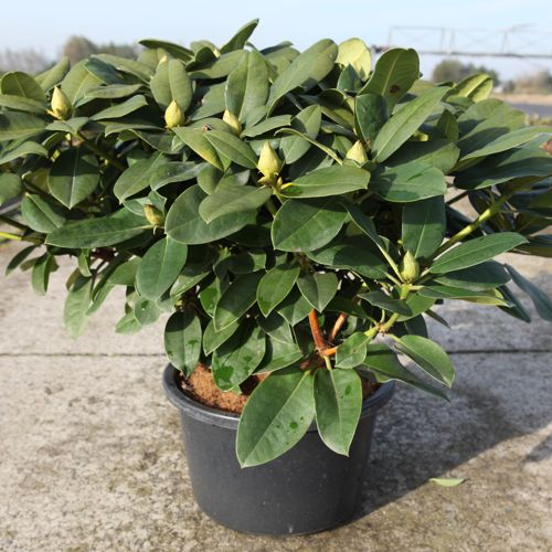 Rhododendron 'Germania' cont. 18L 80/+ cm +p