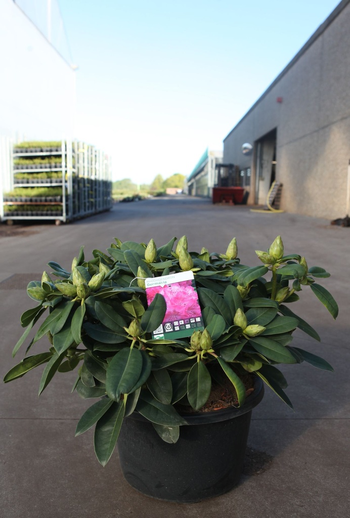 [P] Rhododendron 'Germania' cont. 18L 80/+ cm +p