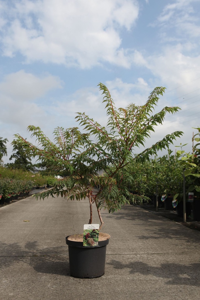 Rhus glabra 'Laciniata' cont. 10L 60-80 cm +B