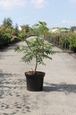 Rhus glabra 'Laciniata' cont. 10L 60-80 cm +ф