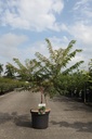Rhus glabra 'Laciniata' cont. 10L 60-80 cm +p