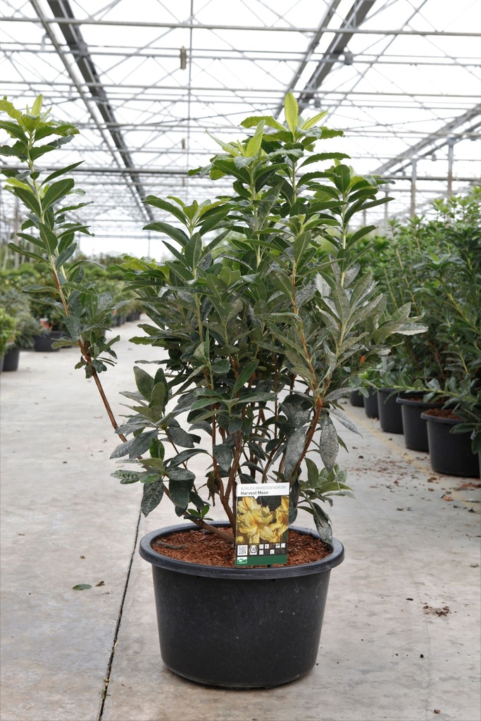 [P] Rhododendron (AK) 'Harvest Moon' cont. 18L 80-100 cm +B