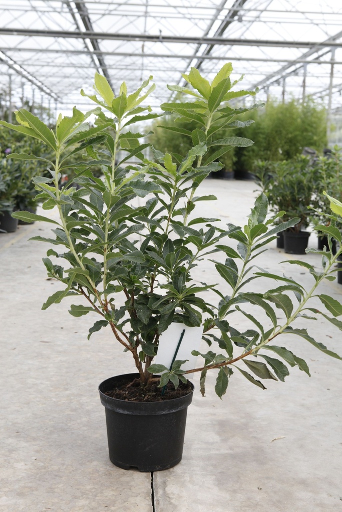 [P] Rhododendron (AK) 'Harvest Moon' cont. 5L 40-50 cm +B