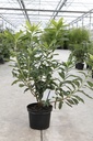 Rhododendron (AK) 'Harvest Moon' cont. 5L 40-50 cm +B