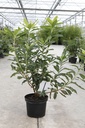 Rhododendron (AK) 'Harvest Moon' cont. 5L 40-50 cm +f