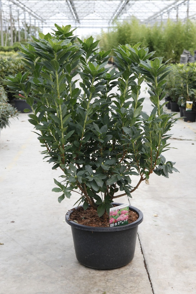 [P] Rhododendron (AK) 'Homebush' cont. 18L 80-100 cm +B