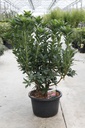 Rhododendron (AK) 'Homebush' cont. 18L 80-100 cm +B