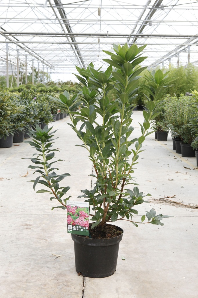 [P] Rhododendron (AK) 'Homebush' cont. 5L 40-50 cm (pink) +ф