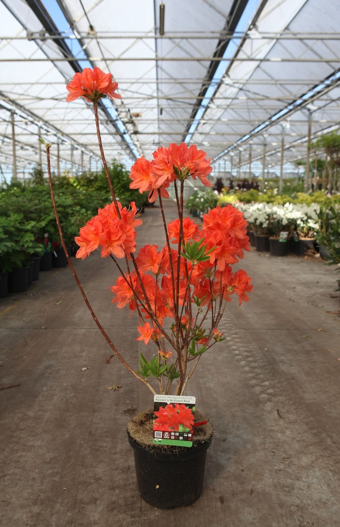 [P] Rhododendron (AK) 'Koster's Brilliant Red' cont. 5L 40-50 cm +B