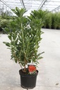 Rhododendron (AK) 'Koster's Brilliant Red' cont. 5L 40-50 cm +B
