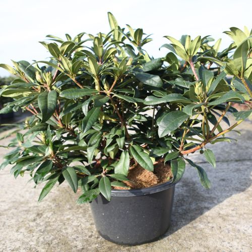 Rhododendron 'Marie Forte' cont. 18L 80/+ cm +B