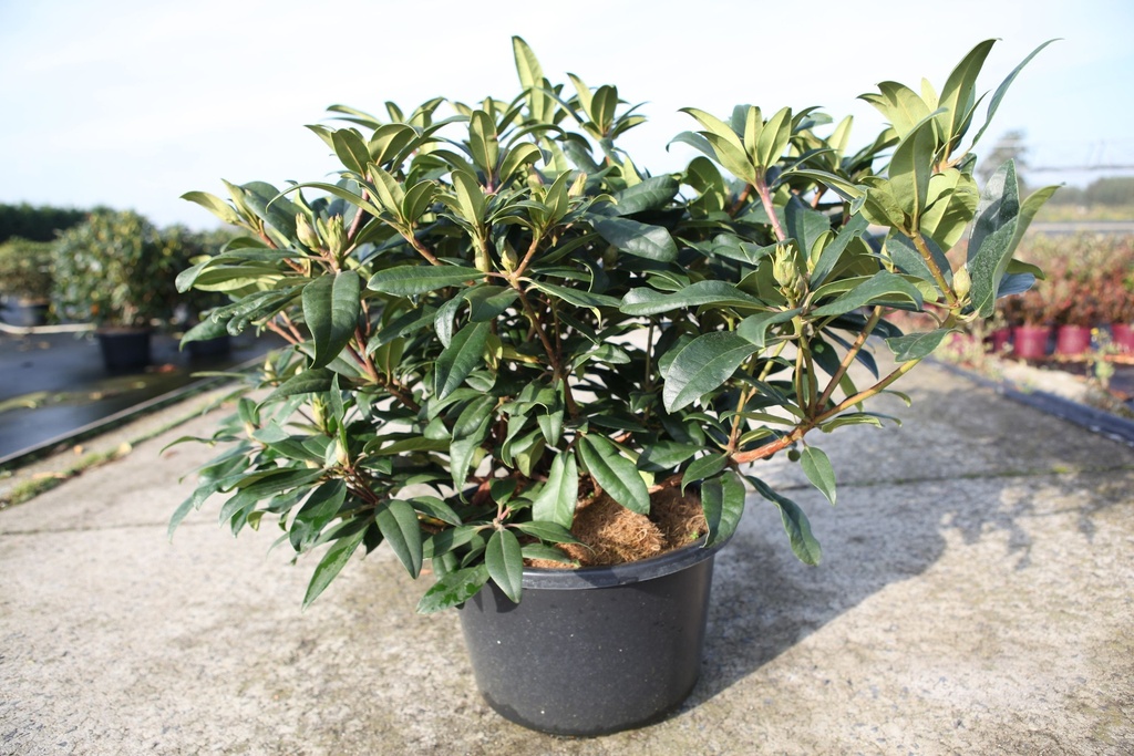 [P] Rhododendron 'Marie Forte' cont. 18L 80/+ cm +B