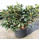 Rhododendron 'Marie Forte' cont. 18L 80/+ cm +ф