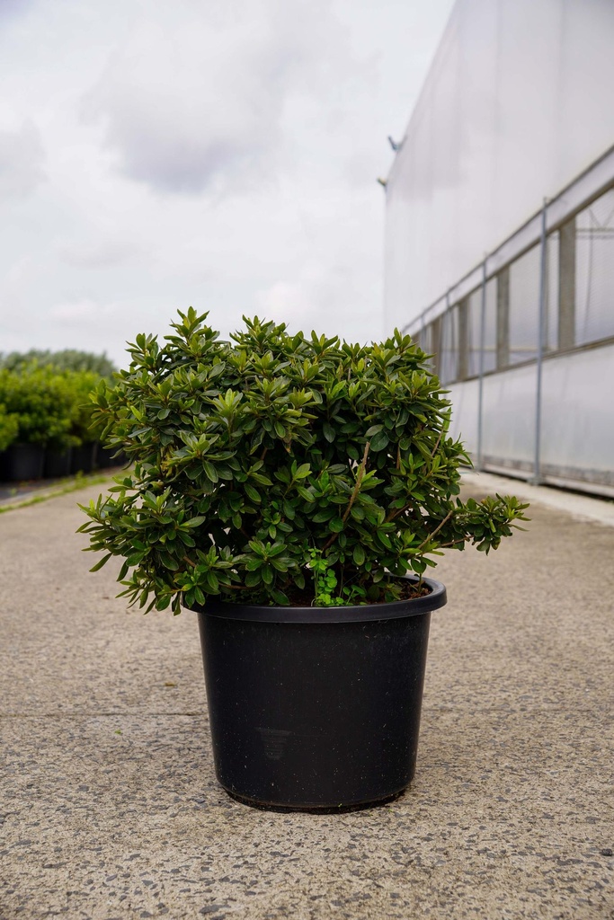 [P] Rhododendron (AJ) 'Mad. van Hecke' cont. 12L 40/+ cm +f
