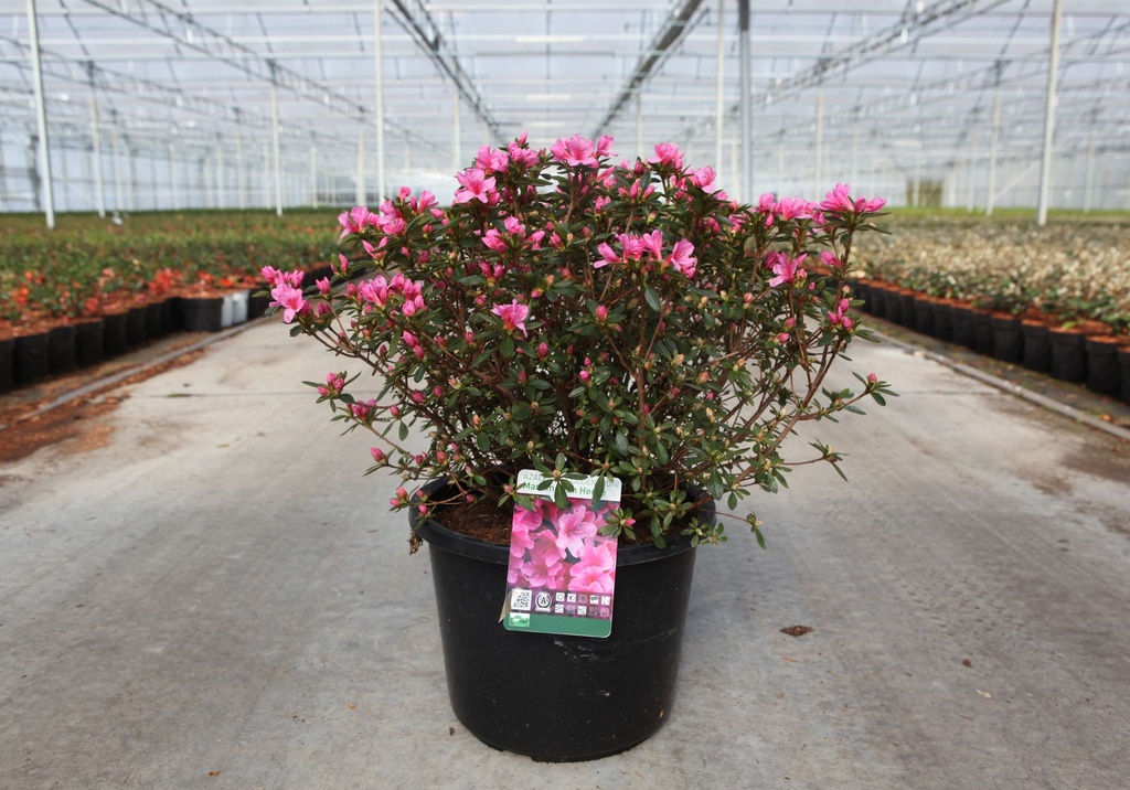 [P] Rhododendron (AJ) 'Mad. van Hecke' cont. 12L 60/+ cm +p