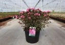 Rhododendron (AJ) 'Mad. van Hecke' cont. 12L 60/+ cm +B