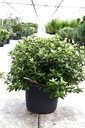 Rhododendron (AJ) 'Mad. van Hecke' cont. 12L 60/+ cm +p