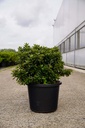Rhododendron (AJ) 'Mad. van Hecke' vaso 12L 40/+ cm +f