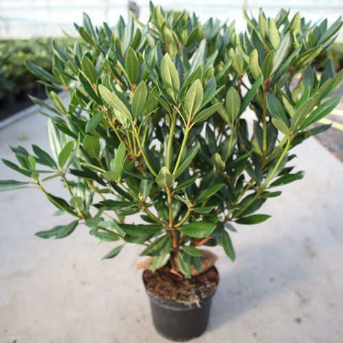 Rhododendron ponticum cont. 5L 40-50 cm (purple) +p