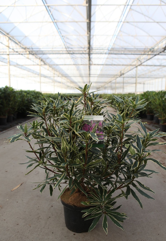 Rhododendron ponticum cont. 5L 40-50 cm (violett) +B
