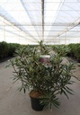 Rhododendron ponticum cont. 5L 40-50 cm (purple) +p
