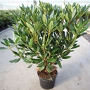Rhododendron ponticum cont. 5L 40-50 cm (purple) +p