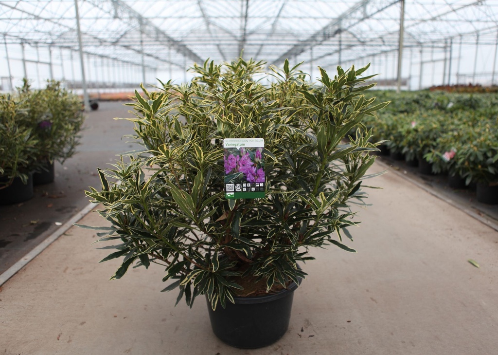 Rhododendron ponticum 'Variegatum' cont. 18L 80/+ cm +ф