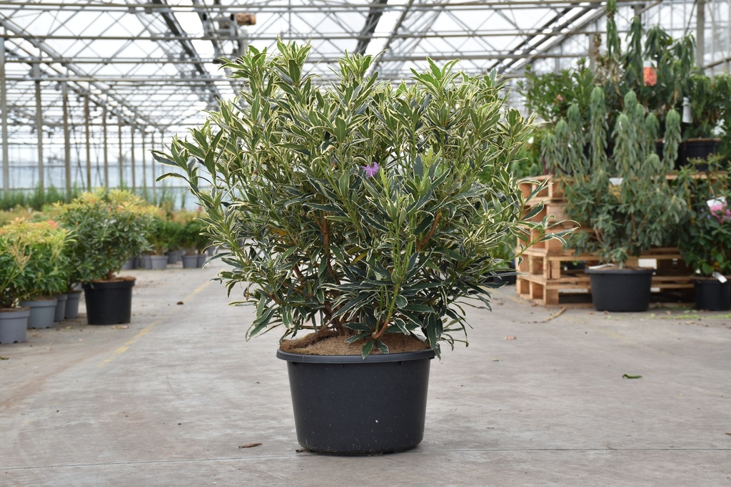 Rhododendron ponticum 'Variegatum' cont. 18L 80/+ cm +p