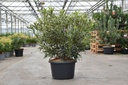 Rhododendron ponticum 'Variegatum' cont. 18L 80/+ cm +f