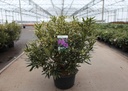 Rhododendron ponticum 'Variegatum' cont. 18L 80/+ cm +p