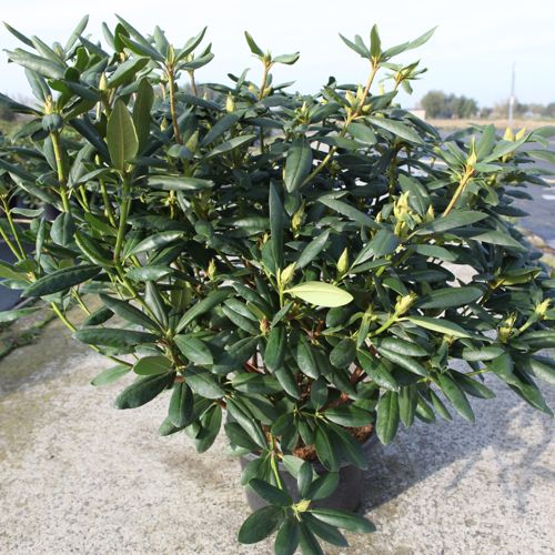 Rhododendron 'Roseum Elegans' cont. 18L 80-100 cm +ф