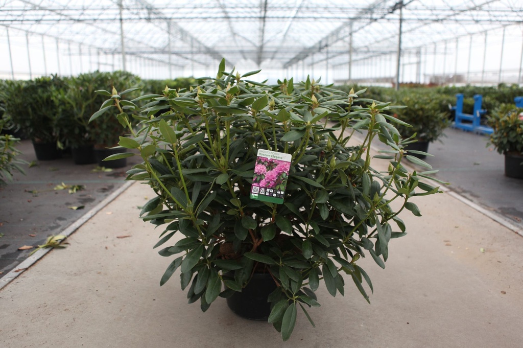 Rhododendron 'Roseum Elegans' cont. 18L 80-100 cm +p