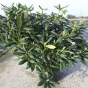 Rhododendron 'Roseum Elegans' cont. 18L 80-100 cm +ф