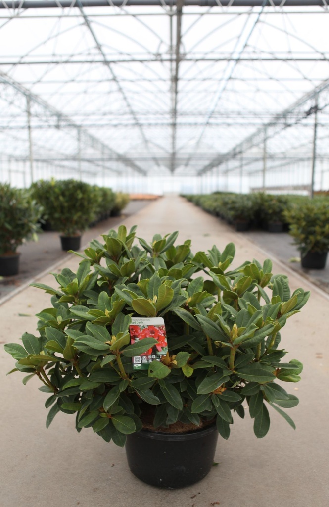 [P] Rhododendron 'Red Jack' cont. 18L 80/+ cm +B