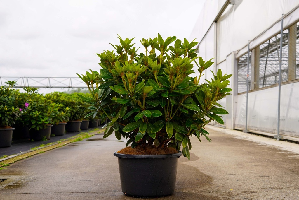 [P] Rhododendron 'Red Jack' kont. 18L 80/+ cm +f
