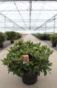 Rhododendron 'Red Jack' cont. 18L 80/+ cm +f