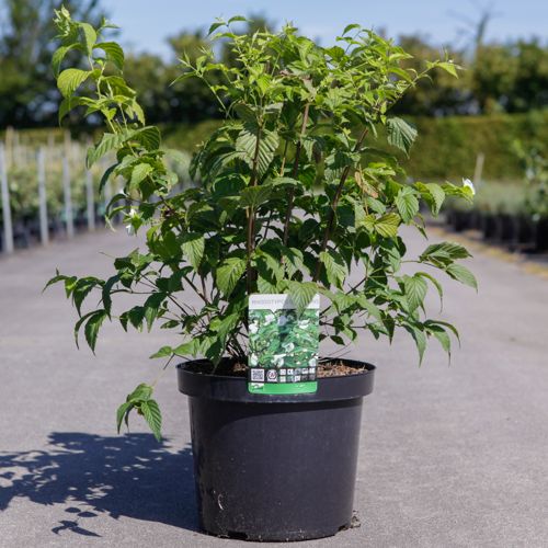 Rhodotypos scandens cont. 10L 60/+ cm +ф