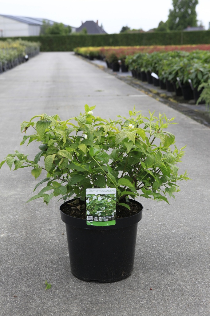 Rhodotypos scandens cont. 10L 60/+ cm +ф