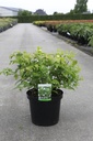 Rhodotypos scandens cont. 10L 60/+ cm +ф