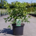 Rhodotypos scandens cont. 10L 60/+ cm +p