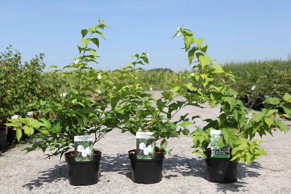 Rhodotypos scandens cont. 3,6L 30-40 cm +ф
