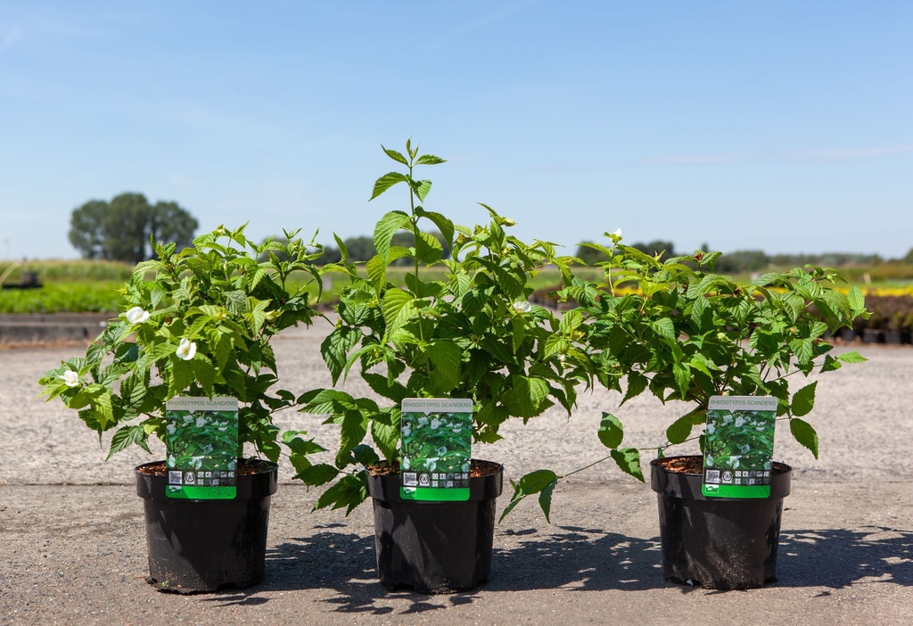 Rhodotypos scandens cont. 3,6L 30-40 cm +p