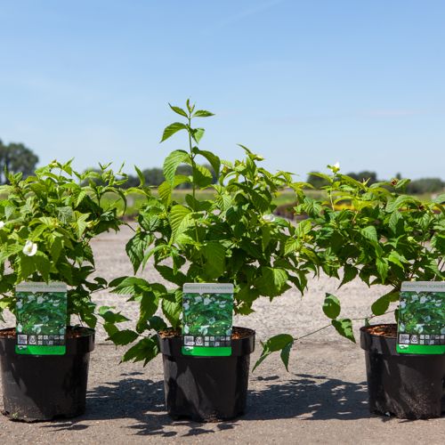 Rhodotypos scandens cont. 3,6L 30-40 cm +p
