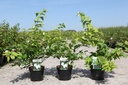 Rhodotypos scandens cont. 3,6L 30-40 cm +p